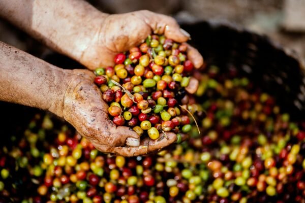 coffee - Image 3